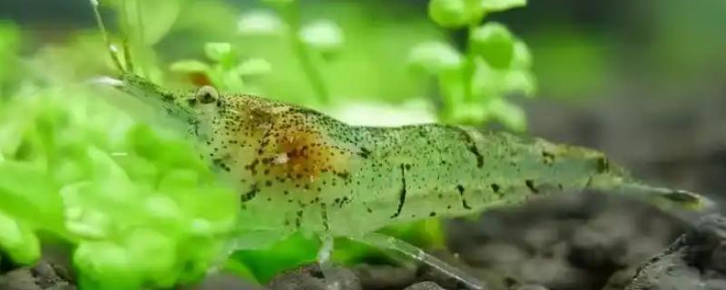 黑壳虾要打氧吗,取决于养殖密度