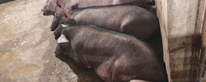 猪闻哪种味道会远离，不喜欢闻腐败的肉类、柠檬等气味