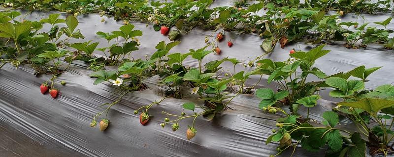 草莓的生长过程，要经历萌芽期、现蕾期、开花结果期等6个时期