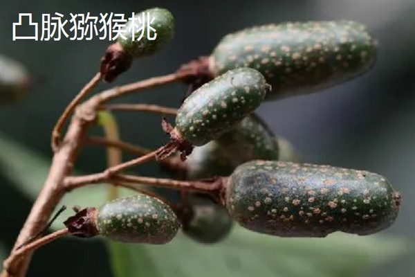 软枣猕猴桃哪个品种好，推荐凸脉猕猴桃、紫果猕猴桃等