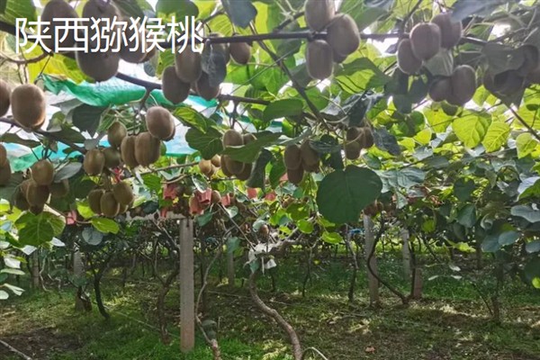 软枣猕猴桃哪个品种好，推荐凸脉猕猴桃、紫果猕猴桃等