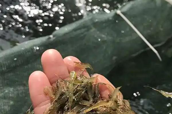 黑壳虾要打氧吗，取决于养殖密度