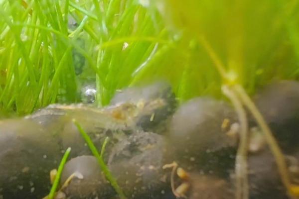 黑壳虾要打氧吗，取决于养殖密度