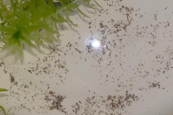 黑壳虾要打氧吗，取决于养殖密度