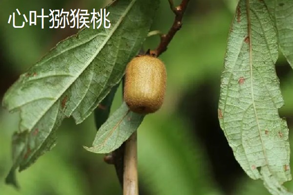 软枣猕猴桃哪个品种好，推荐凸脉猕猴桃、紫果猕猴桃等