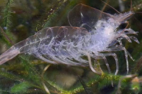 黑壳虾要打氧吗，取决于养殖密度