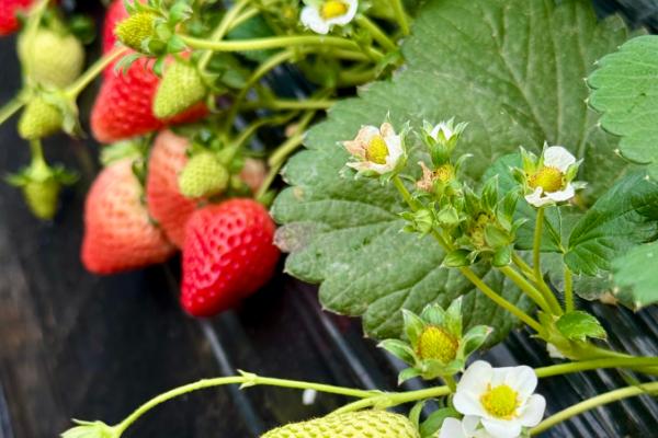 草莓的生长过程，要经历萌芽期、现蕾期、开花结果期等6个时期