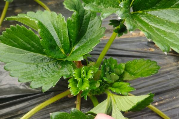 草莓的生长过程，要经历萌芽期、现蕾期、开花结果期等6个时期