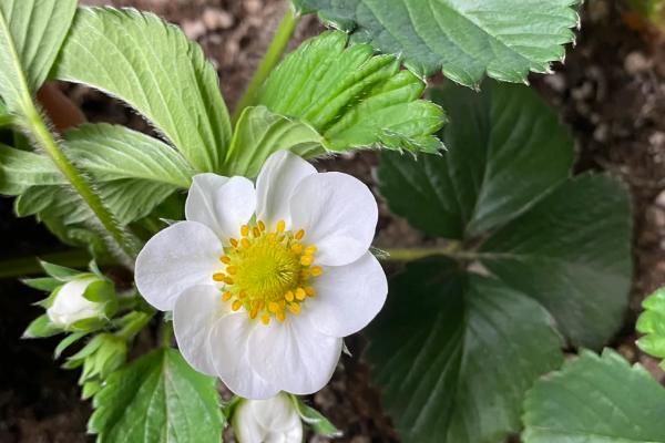 草莓的生长过程，要经历萌芽期、现蕾期、开花结果期等6个时期