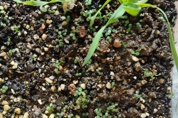 草莓的生长过程，要经历萌芽期、现蕾期、开花结果期等6个时期