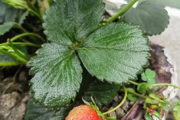 草莓的生长过程，要经历萌芽期、现蕾期、开花结果期等6个时期
