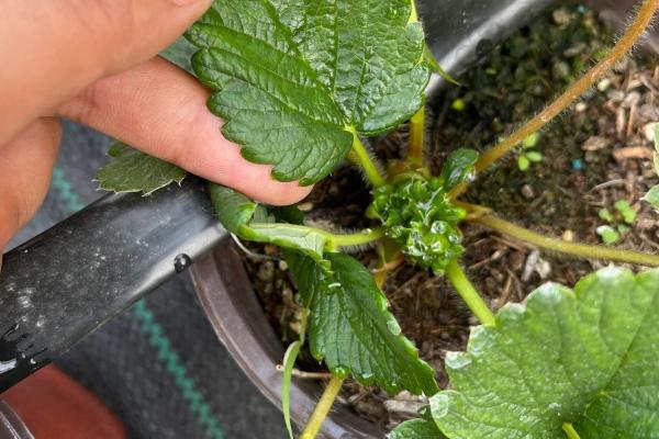草莓的生长过程，要经历萌芽期、现蕾期、开花结果期等6个时期