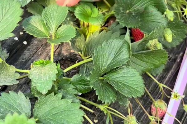 草莓的生长过程，要经历萌芽期、现蕾期、开花结果期等6个时期