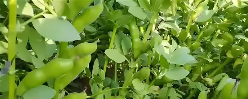 胡豆和蚕豆是不是同一种豆，通常是同一种豆