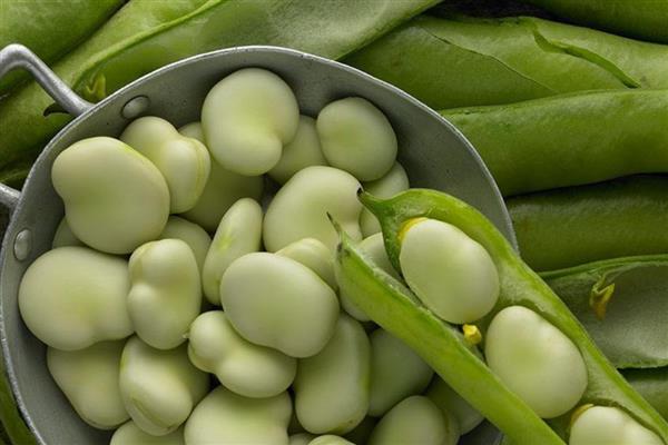 胡豆和蚕豆是不是同一种豆，通常是同一种豆