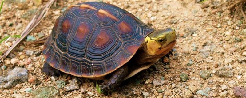 黄缘龟冬眠前要准备什么，应停止喂食让它清肠