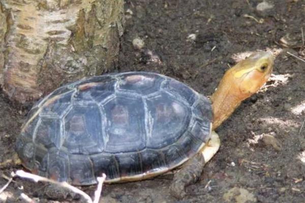 黄缘龟冬眠前要准备什么,应停止喂食让它清肠