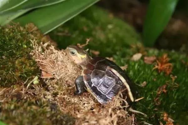 黄缘龟冬眠前要准备什么,应停止喂食让它清肠
