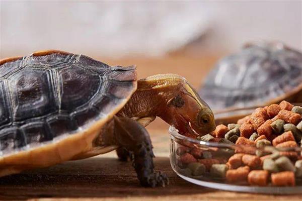 黄缘龟冬眠前要准备什么,应停止喂食让它清肠