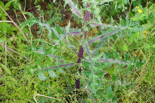 续断的简介，属于川续断科、川续断属草本植物