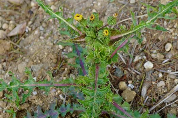 续断的简介，属于川续断科、川续断属草本植物