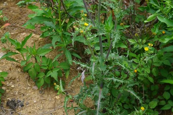 续断的简介，属于川续断科、川续断属草本植物