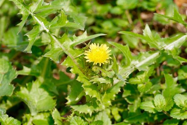 续断的简介，属于川续断科、川续断属草本植物