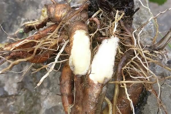 续断的简介，属于川续断科、川续断属草本植物