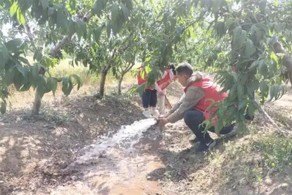 果园漫水灌溉有什么危害，容易引发根系死亡、土壤板结等问题