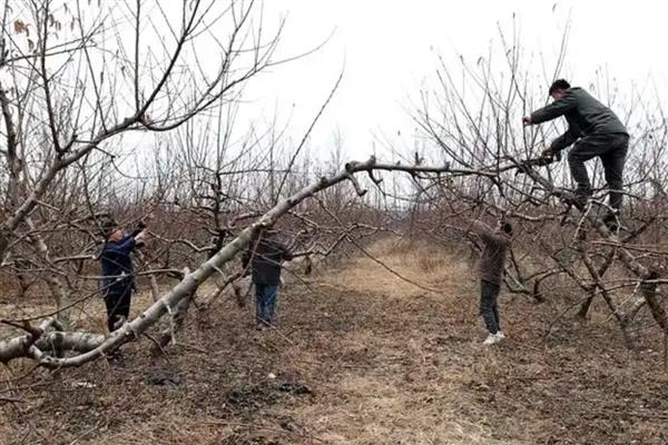 果园漫水灌溉有什么危害，容易引发根系死亡、土壤板结等问题