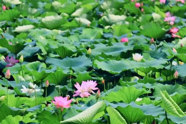 荷花有些什么颜色，有白色、粉色、淡紫色的