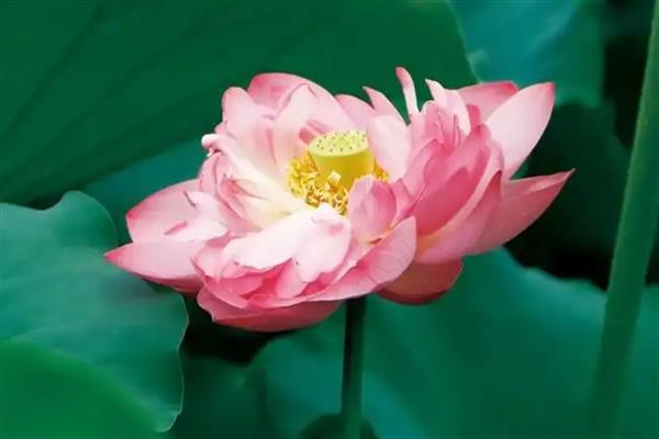 荷花有些什么颜色，有白色、粉色、淡紫色的