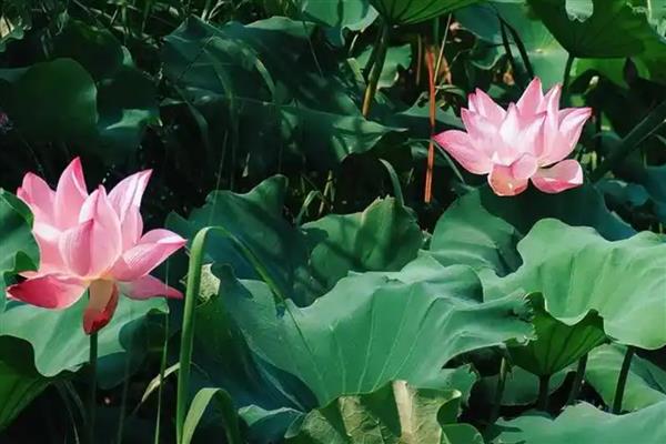 荷花有些什么颜色，有白色、粉色、淡紫色的