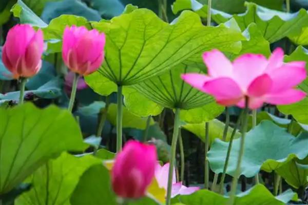 荷花有些什么颜色，有白色、粉色、淡紫色的