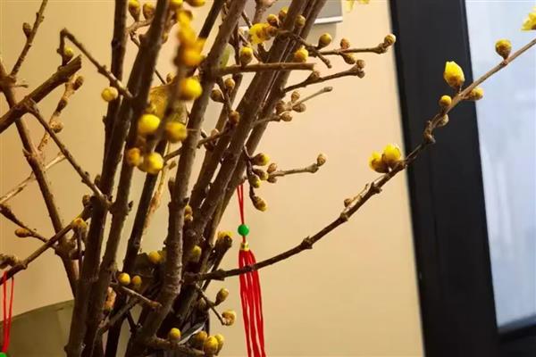 腊梅的水养方法，将室温控制在18-25度