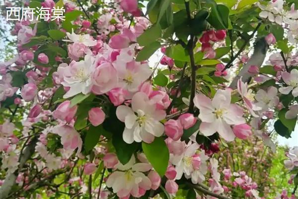 海棠树有什么品种，四季海棠、贴梗海棠等品种很常见