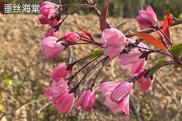 海棠树有什么品种，四季海棠、贴梗海棠等品种很常见