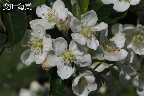 海棠树有什么品种，四季海棠、贴梗海棠等品种很常见