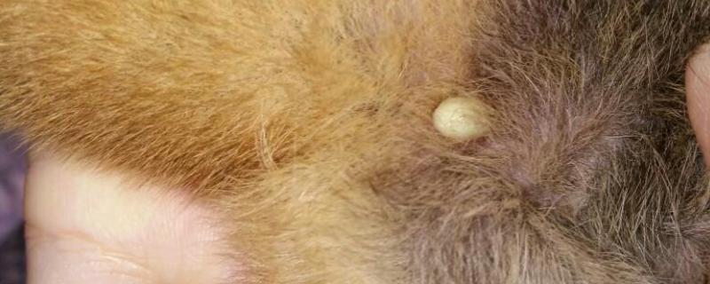 狗狗身上的蜱虫如何驱除,在叮咬处涂抹酒精可让蜱虫自行脱落