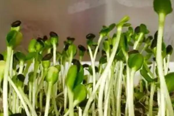 油葵最晚几月份种植，种植时间不要超过8月