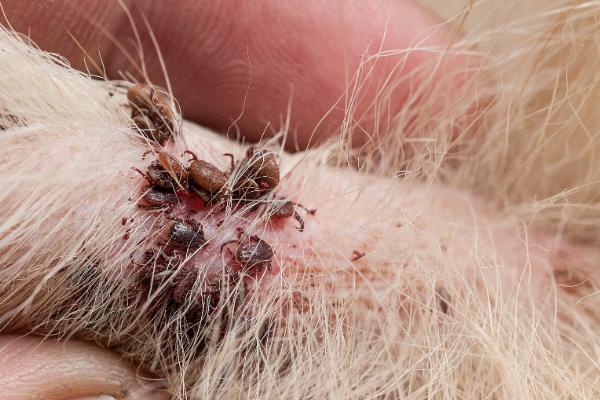 狗狗身上的蜱虫如何驱除，在叮咬处涂抹酒精可让蜱虫自行脱落