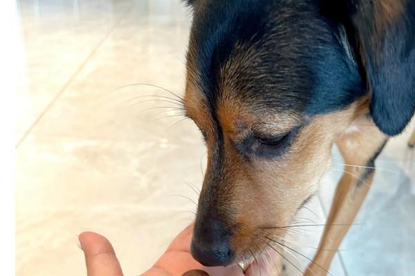 狗狗身上的蜱虫如何驱除，在叮咬处涂抹酒精可让蜱虫自行脱落