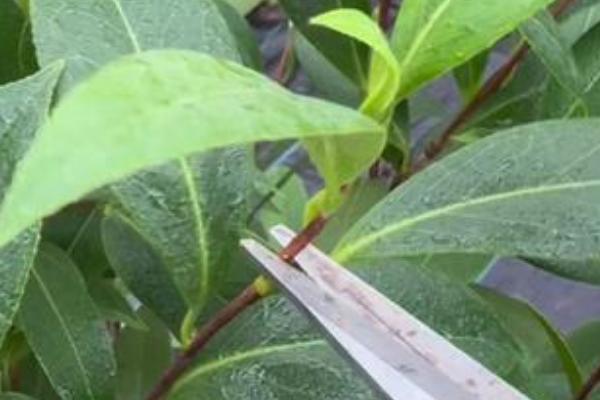 茶花的修剪方法，可以在春季进行