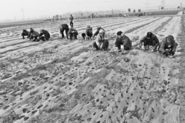 洋葱腐烂怎么防治，根据发生原因采取对应措施