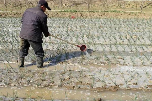 洋葱腐烂怎么防治，根据发生原因采取对应措施