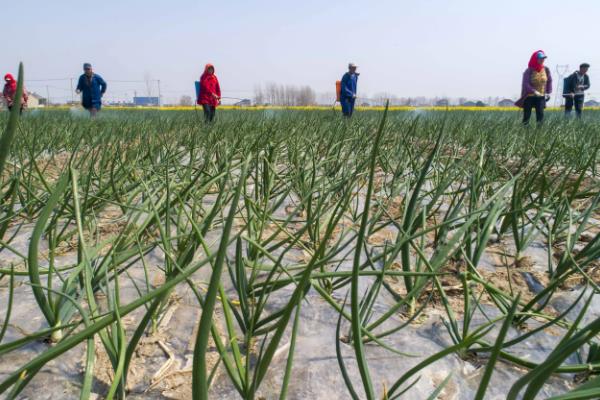 洋葱腐烂怎么防治，根据发生原因采取对应措施