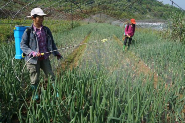 洋葱腐烂怎么防治，根据发生原因采取对应措施