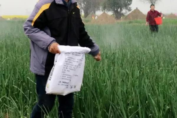 洋葱腐烂怎么防治，根据发生原因采取对应措施