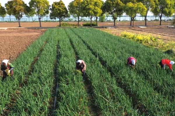 洋葱腐烂怎么防治，根据发生原因采取对应措施