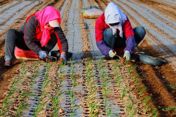 洋葱腐烂怎么防治，根据发生原因采取对应措施